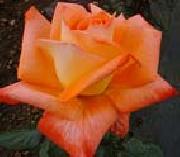unknow artist Realistic Orange Rose painting